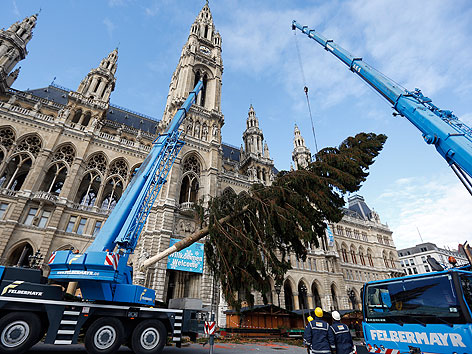 Am Mittwoch, 07. November 2012, wurde der Christbaum für den Wiener Christkindlmarkt vor dem Rathaus in Wien aufgestellt.