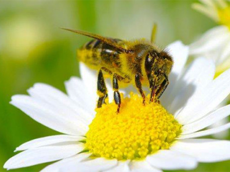 Čebela bečela svetovni dan čebelarstvo