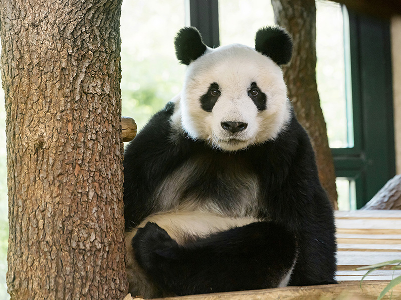 Panda Yuan Yuan
